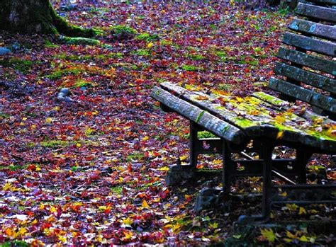 Bench In The Fall Leaves Bench Autumn Nature Park Fall Leaves Hd