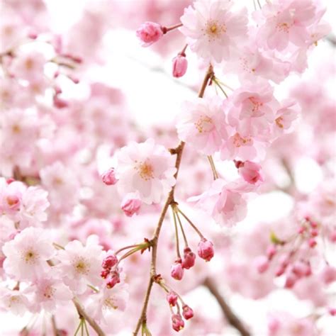 Cherry Blossom Wallpaper Screensaver Wallpapers Pinterest