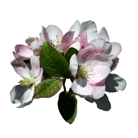 Apple Blossoms 3 Stock Isolated Png By Vashadaiisha On Deviantart