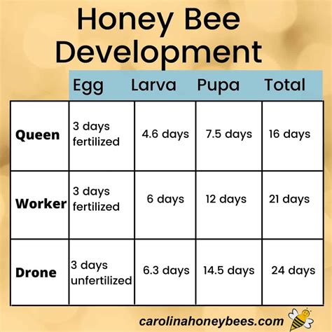 Complete Honey Bee Life Cycle Carolina Honeybees