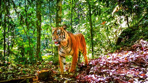 Sumatran Tigers Struggle In Fragmented Forests • Sumatran