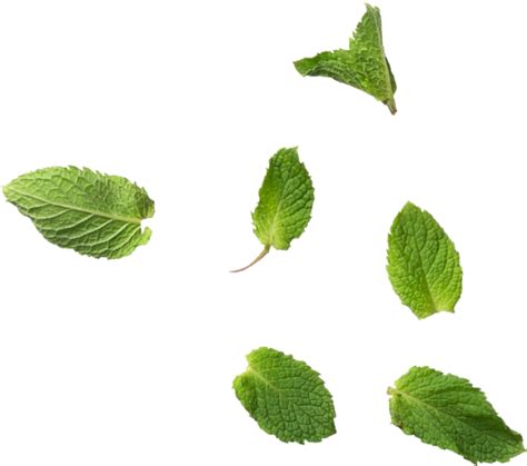 Mint Leaves Png Transparent Background