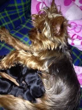 Maybe you would like to learn more about one of these? 2 6 week old yorkie/terrier puppies for Sale in Houston ...