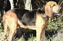 Get advice from breed experts and make a safe choice. Bloodhound breeders links and breed information on ...