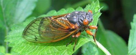 Billions Of Cicadas Are About To Erupt From The Ground And Have Sex In Your Backyard Sciencealert