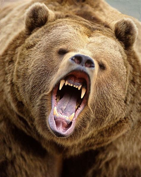 Threatening Grizzly Bear Alaska North American Wildlife Kodiak Bear