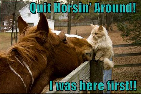 Cat And Horse Funny Animal Humor Photo 19961240 Fanpop