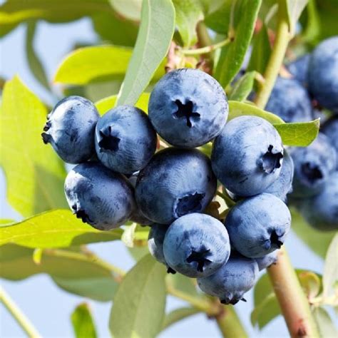 Northcountry Blueberry Plant Wild Blueberry Taste Self Fertile 2