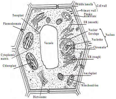 You know, animal cell structure contains only 11 parts out of the 13 parts you saw in the plant cell diagram, because chloroplast and cell wall are available only in a plant cell. Cell | Homework Help | Assignment Help | Cell Biology