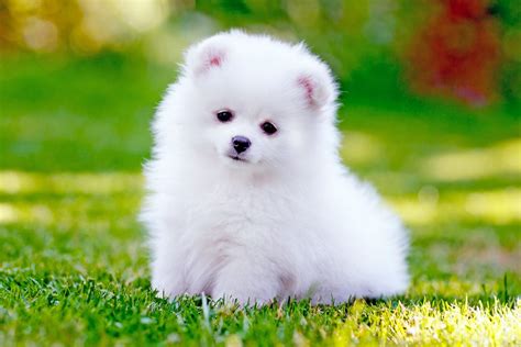 How Do I Choose A Pomeranian Puppy