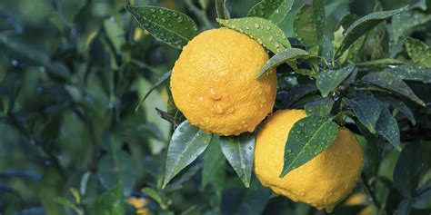 Yuzu: Citrus junos is a kind of Japanese citrus - THANN Vietnam