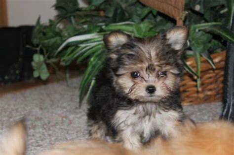 Full Grown Yorkie Shih Tzu Poodle Mix Pets Lovers