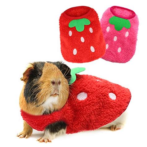 Where To Buy Guinea Pig Clothes In 2021 3 Top Options