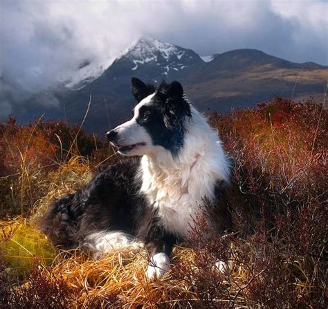 Collie In The Cuillins Skye Scotland Chiens Border Collie