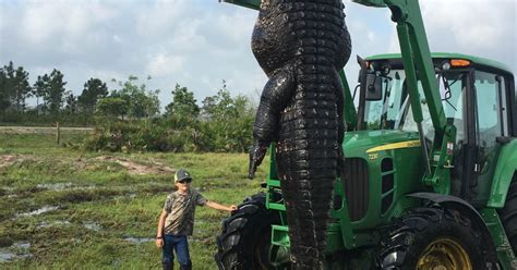 Giant Alligator Killed In Florida 15ft Long And 100 Years Old After