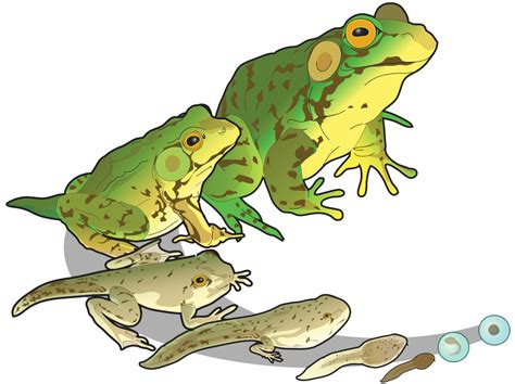 Life cycle of a frog. The Life Cycle of Amphibians | Biology for Majors II