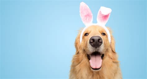 Doggie Photos With The Easter Bunny All The Best Pet Care