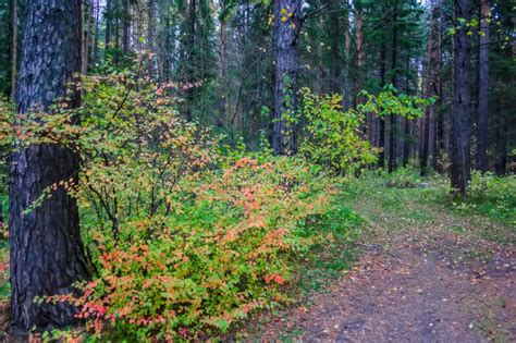 Beautiful Autumn Forest With Different Trees Autumn Landscape In A