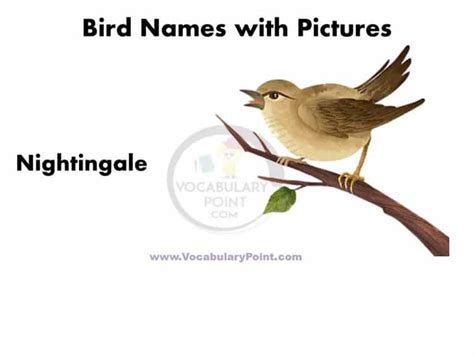 A To Z Birds Name In English With Pictures Pdf Vocabulary Point