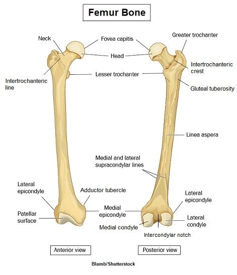 The Greater Trochanter Is A Large Projection On The Lucillekruwflowers