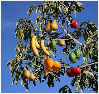 Check spelling or type a new query. Amazing and Interesting Facts: Fruit Salad tree - A tree ...