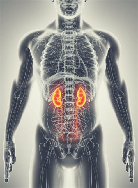 Are The Kidneys Located Inside Of The Rib Cage What Pain In Your Rib
