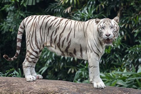 Filestanding White Tiger Wikimedia Commons