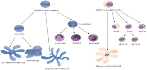 Differentiation Diagram Of Cd34 Bone Marrow Stem Cells