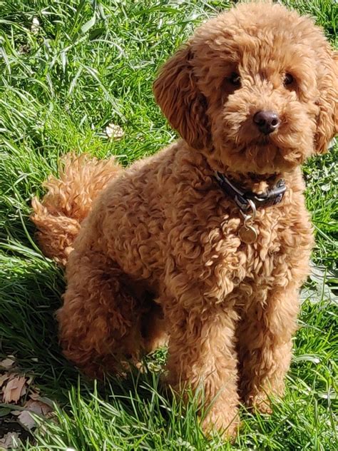 Red Standard Poodle Puppies For Sale Uk Pudding To Come