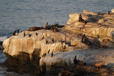 California Sea Lion Facts Pictures Video And In Depth Info For Kids