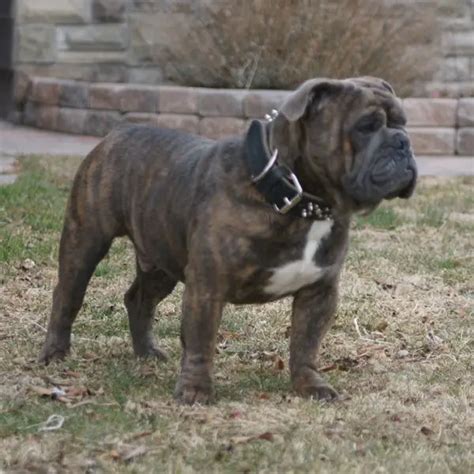 At What Age Is A Olde English Bulldogge Full Grown