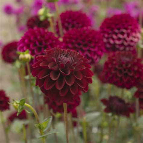 Flower farm dahlia flower black flowers burgundy dahlia planting flowers pretty flowers amazing flowers dahlia. Dahlia 'Maroon Fox'