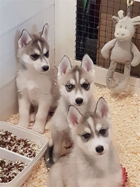 Beautiful Siberian Husky Puppies Leicester