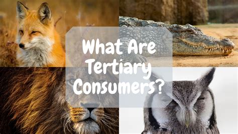 Tertiary Consumer Definition And Examples Science Trends