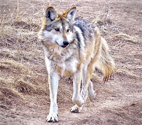 Mexican Gray Wolf Named Asha Returned To The Wild After Being Captured