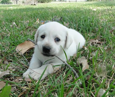 By evaluating each puppy's personality, and each family's lifestyle, we hope to provide years of joy and love for both. 6S Ranch - Lab Puppies AKC White ENGLISH Lab Puppies ...
