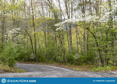 Dogwood Trees Bloom In A Green Forest In The Smokies Stock Image