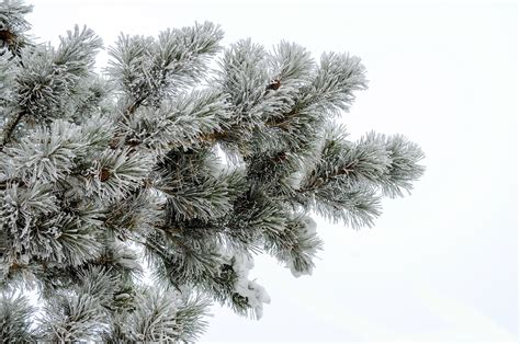 Free Images Branch Snow Winter Frost Pine Evergreen Fir New