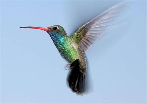 Beak Bird Colorful Flight Flying Hummingbird Icon Nature