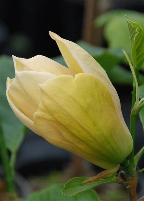 Funeral flowers delivered uk wide with free delivery by our florist. Buy Daphne Magnolia tree online FREE UK DELIVERY + FREE 3 ...