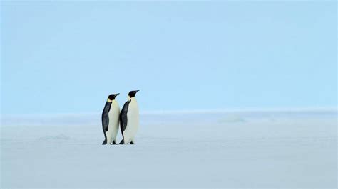 Animals Penguins Ice Cold Iceberg Birds Wallpapers Hd