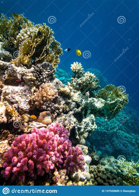 Snorkeling In Marsa Alam Egypt Coral Reef Stock Image Image Of