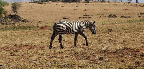 A Hiking Wildlife Viewing And Cultural Experience Kibo Slopes Safaris