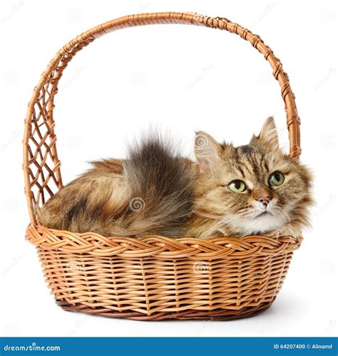 Cat In Basket Isolated On White Stock Photo Image Of Furry Basket