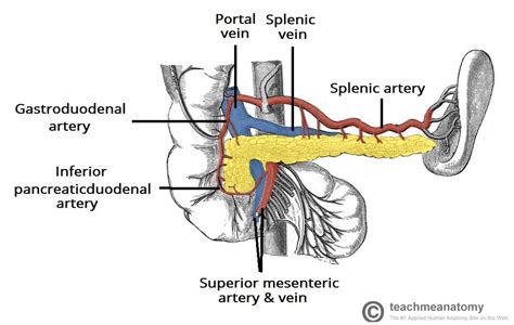 Learn about anatomy pancreas spleen abdominal with free interactive flashcards. splenic artery - Google Search | Arteries and veins ...