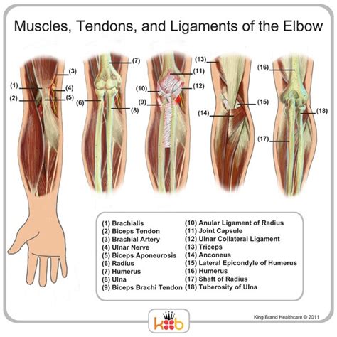 Pitcures Of The Tendons In Tbe Forearm Flexor Tendons Mins 3r03