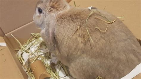 How To Make A Digging Box For Rabbits Cottontail Club