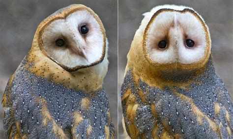 41strange Twitter Owl Turning Its Head Upside Down Photo Lisa Kee