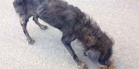 Starving Street Dog Gets The Greatest Makeover The Dodo