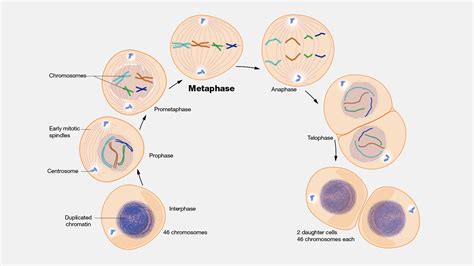 Metaphase Of Mitosis
